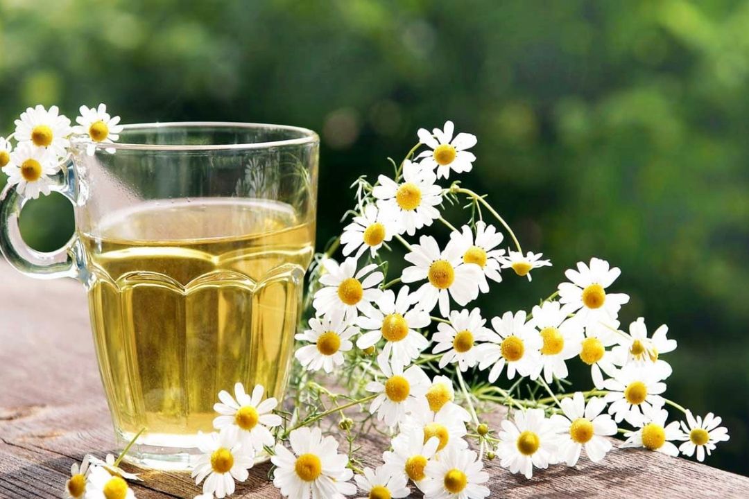 خواص دارویی گیاه بابونه