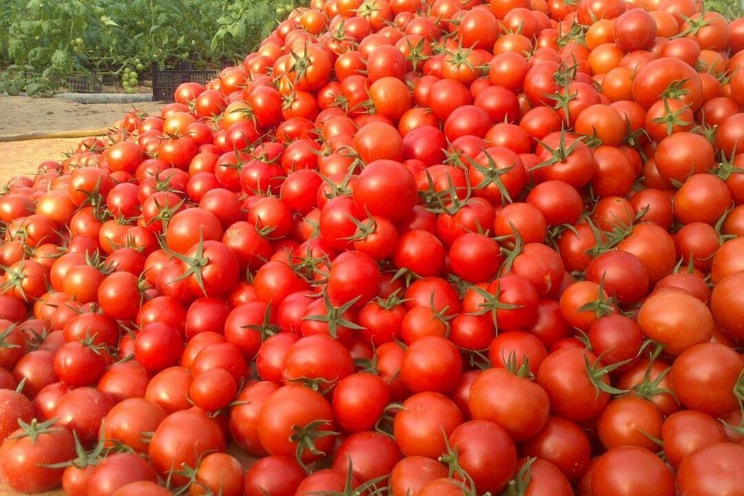 ایران در زمره تولیدكنندگان بزرگ گوجه فرنگی دنیا