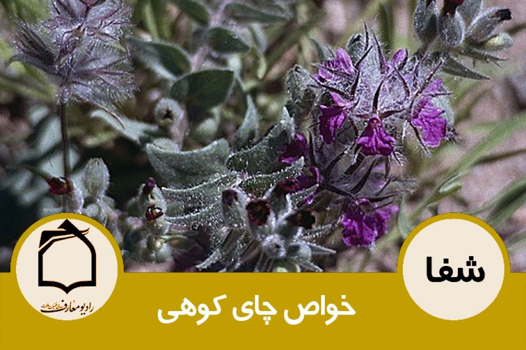 خواص چای كوهی