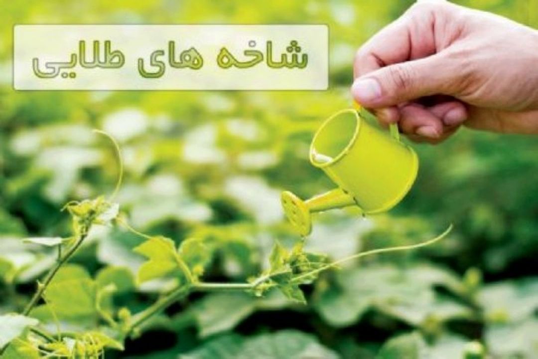 مدیریت باغات انار در مرحله برداشت