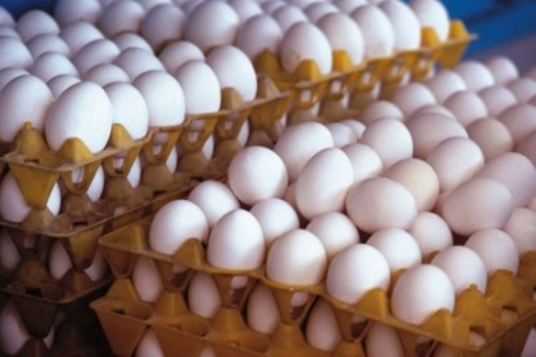 تولید واقعی تخم مرغ بالای یك میلیون تن است