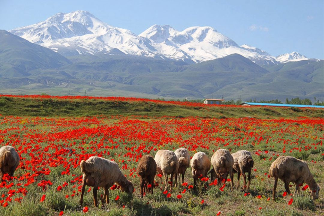 پوشك بچه در دامنه كوه سبلان!!!