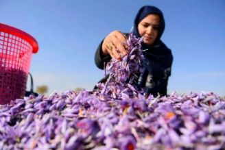 زعفران روستای سنو به ثبت جهانی رسیده است