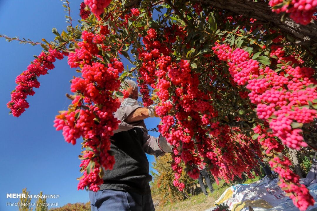 برداشت زرشك از باغات خراسان جنوبی