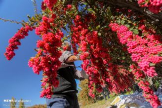 برداشت زرشك از باغات خراسان جنوبی