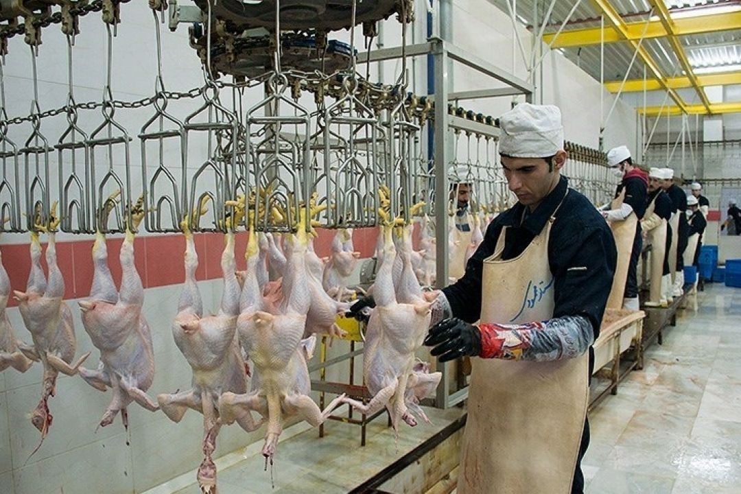 صدور 18 پروانه حلال برای كشتارگاه های طیور