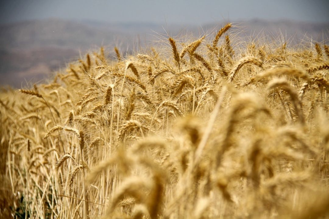  عرضه گندم خوراكی در بورس كالا كلید خورد