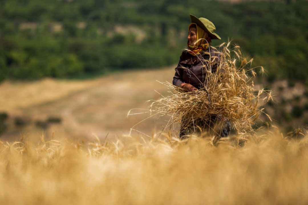 فرهنگ كار و ارتباط آن با موسیقی در كردستان