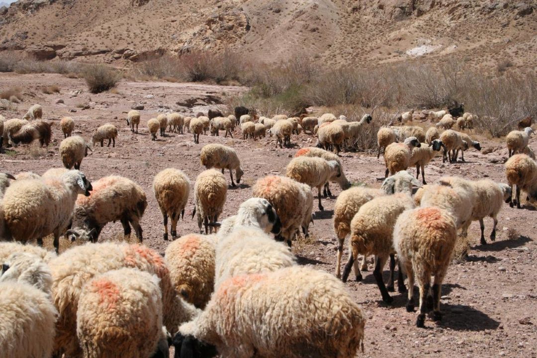 زنگ خطرجدی/ فروش دام مولد توسط دامداران