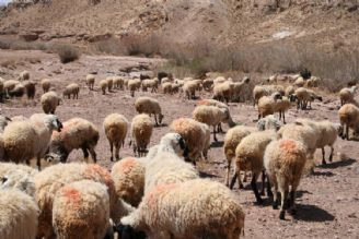 زنگ خطرجدی/ فروش دام مولد توسط دامداران