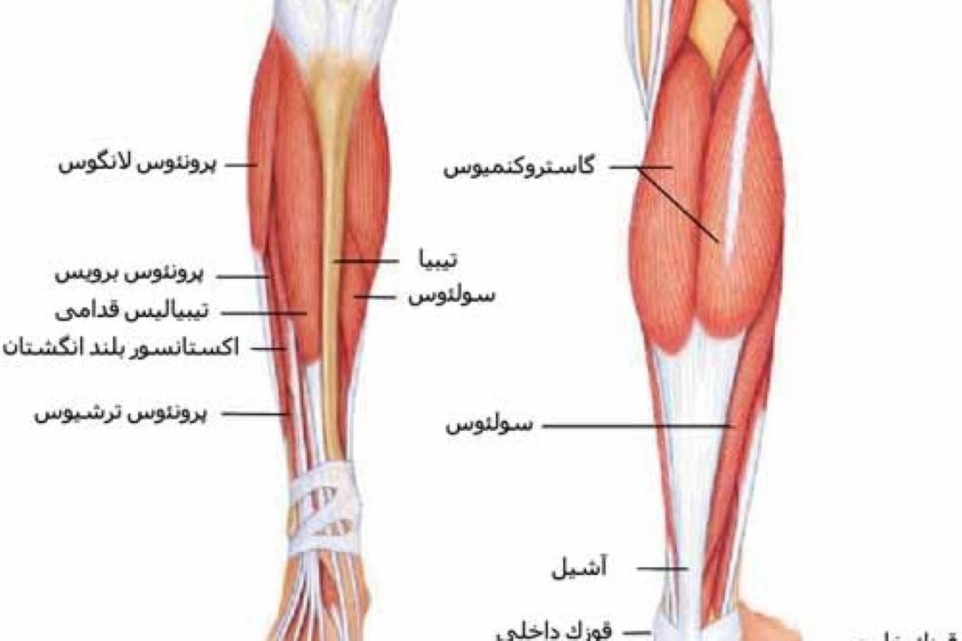 آزمون تشخیص كوتاهی عضلات پشت پا