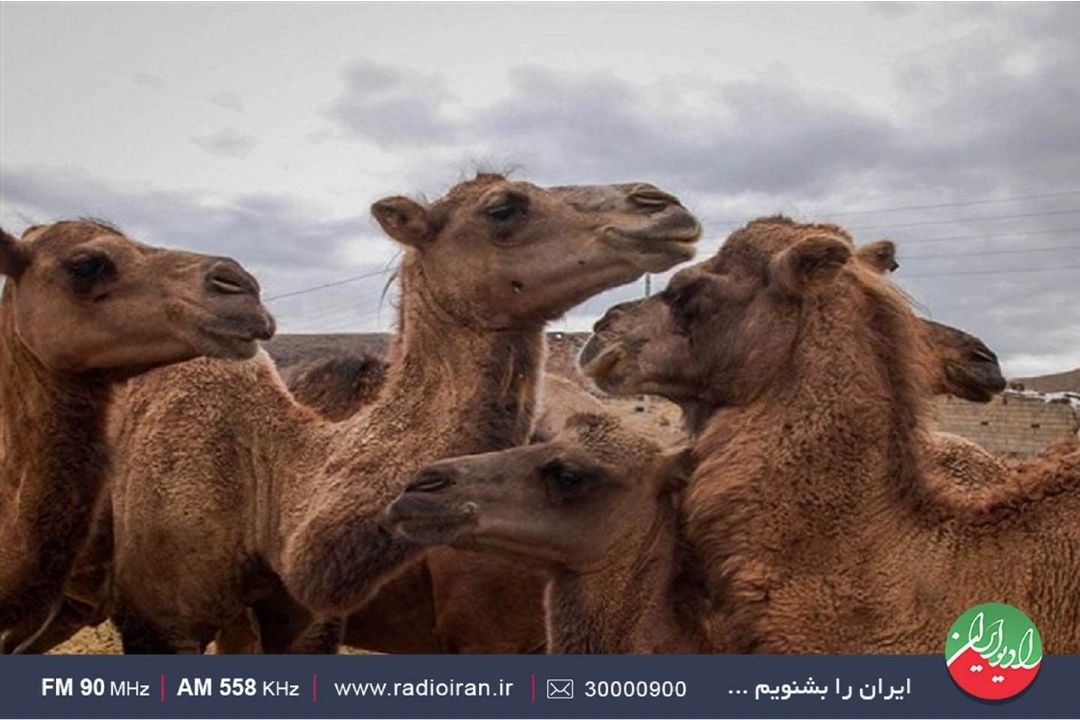 بررسی جایگاه ‌شتر‌ و‌ ساربانی‌در‌ «فرهنگ مردم»