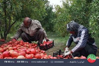 انار فتح آباد كاشان زبانزد خاص و عام