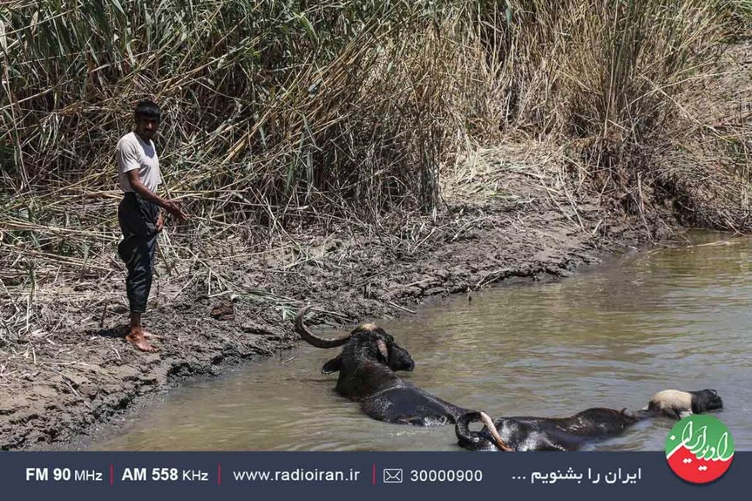 سرگردانی گاومیش ها در هورالعظیم