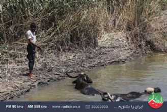 سرگردانی گاومیش ها در هورالعظیم