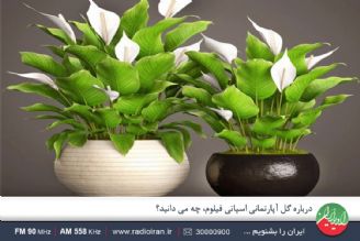 درباره گل آپارتمانی اسپاتی فیلوم، چه می دانید؟