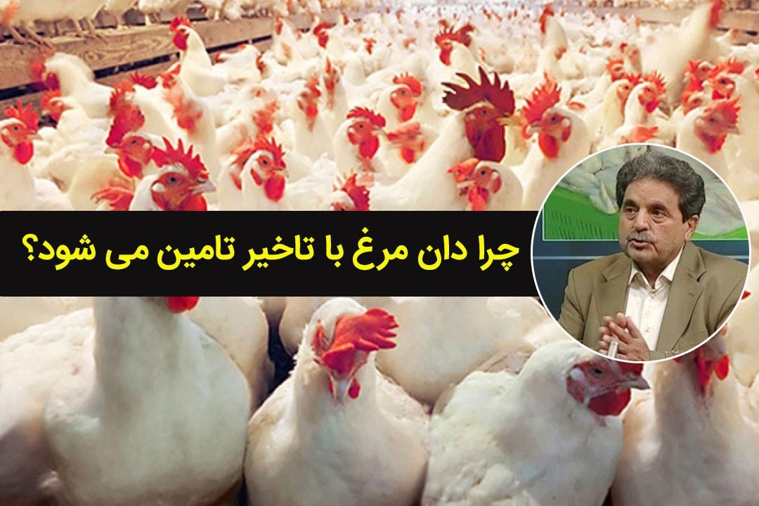 دان دولتی تامین نمی‌شود/ تولیدكنندگان مرغ گوشتی با ضرر كار می‌كنند+فایل صوتی