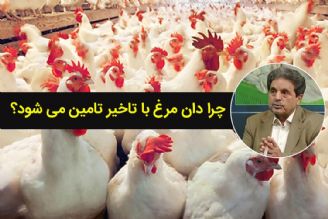 دان دولتی تامین نمی‌شود/ تولیدكنندگان مرغ گوشتی با ضرر كار می‌كنند+فایل صوتی