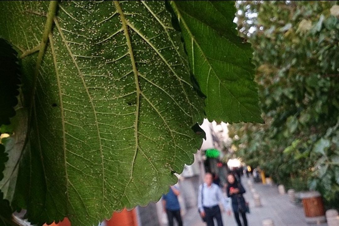 مهمانی پشه های سفید در تهران