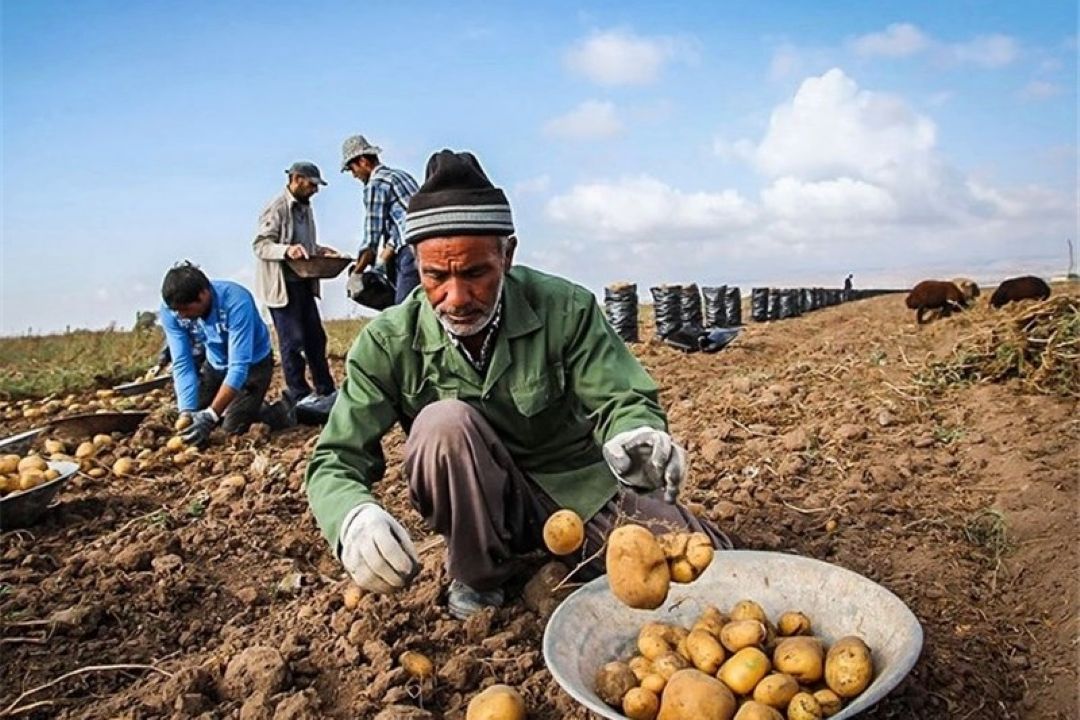 پرداخت مطالبات سیب زمینی كاران گلستانی