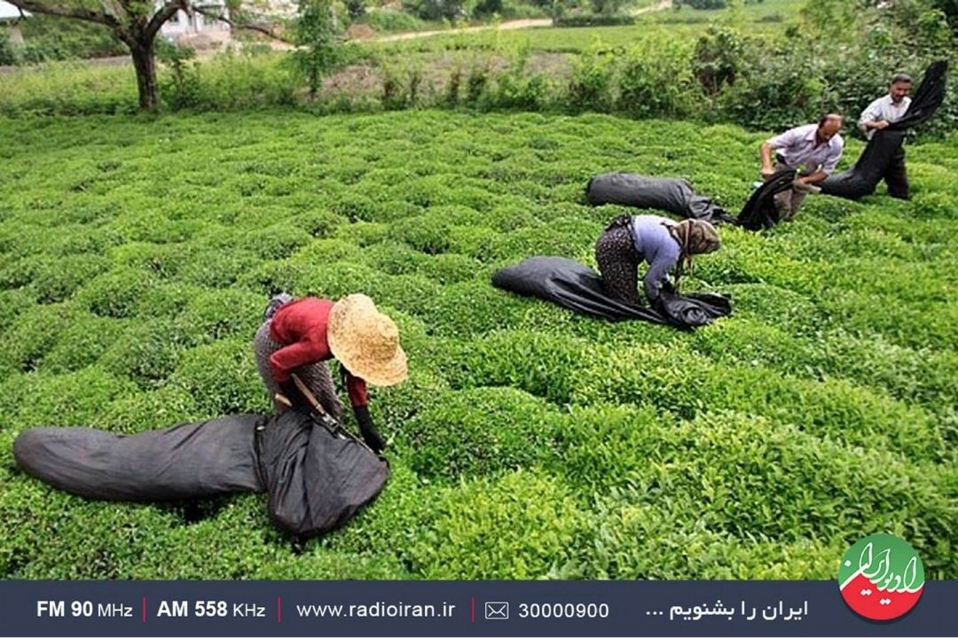 بررسی مشكلات چایكاران در «ایران امروز» رادیو ایران 