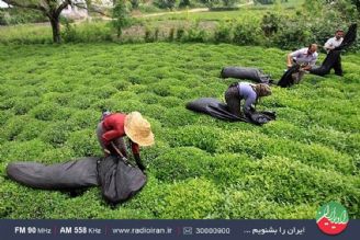 بررسی مشكلات چایكاران در «ایران امروز» رادیو ایران 