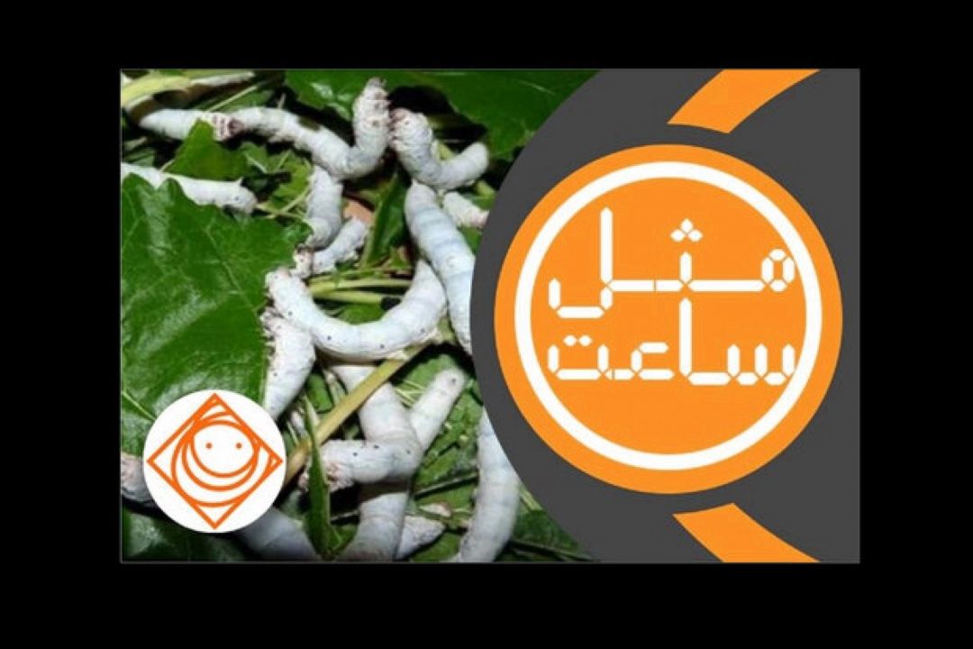 بررسی چالش های صنعت «نوغانداری» در رادیو صبا