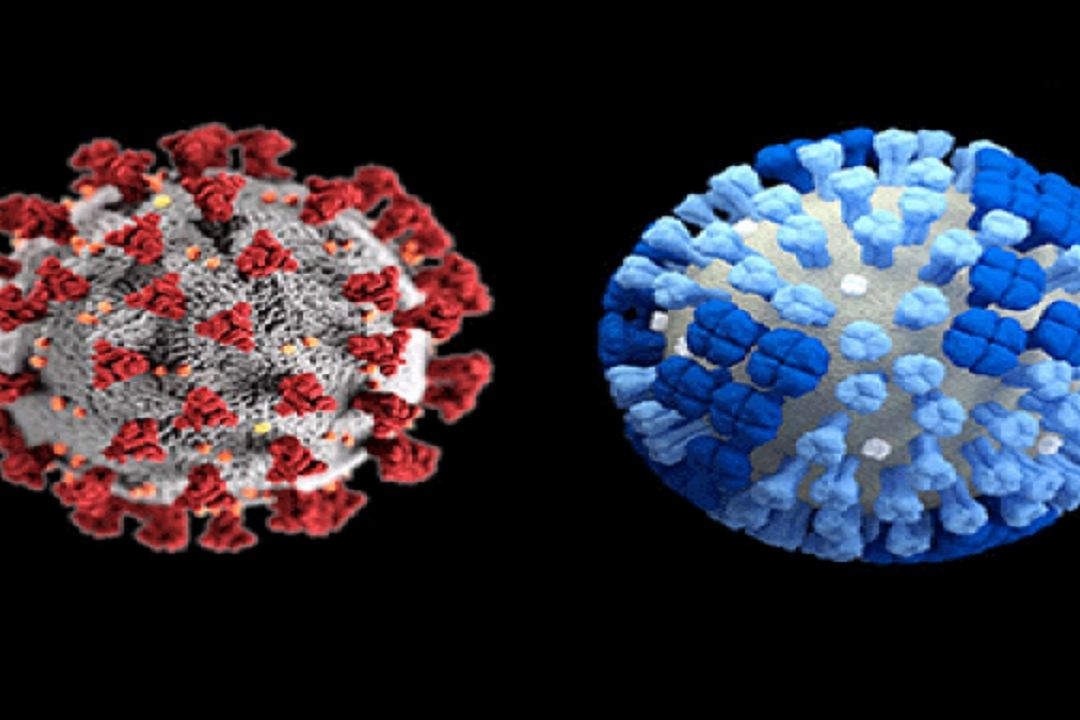 آیا همه‌گیری كرونا باعث انقراض ویروس آنفلوانزا شده است؟