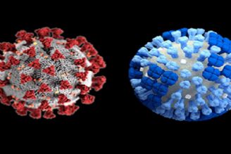 آیا همه‌گیری كرونا باعث انقراض ویروس آنفلوانزا شده است؟