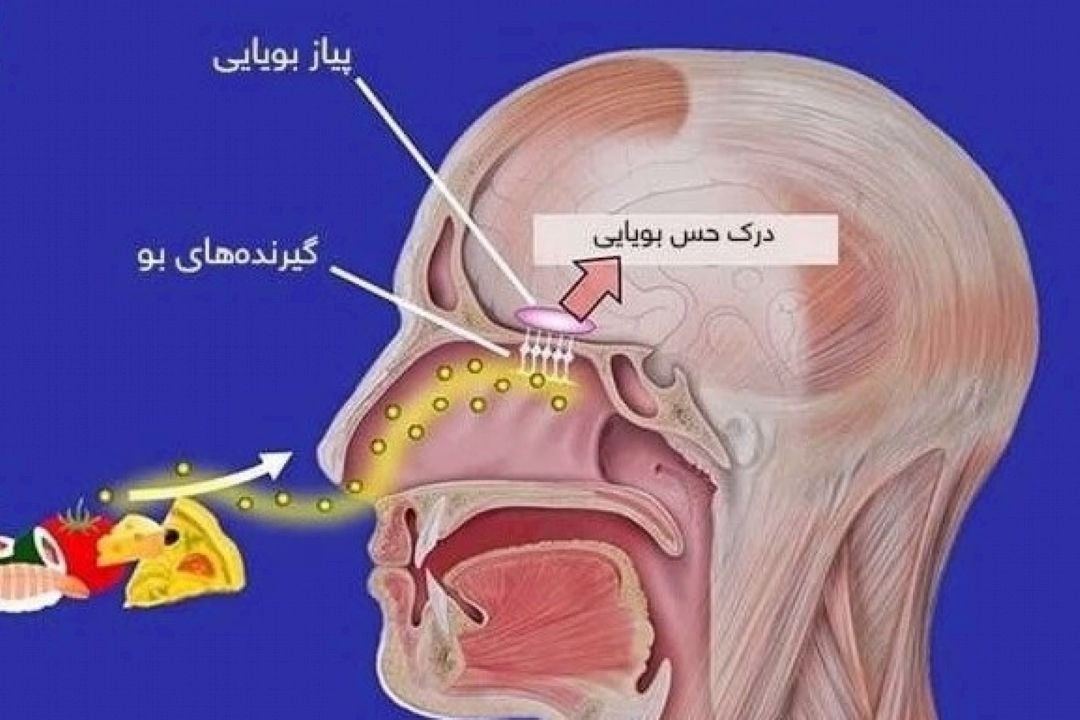 بویایی در انسان چگونه اتفاق می‌افتد؟