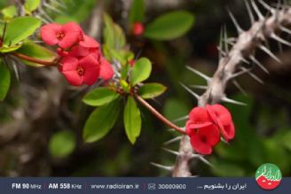 گیاه مرجان در فصل تابستان به نور مستقیم خورشید نیاز ندارد