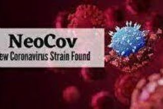 نئوكوو NeoCov یك سویه جدید از كووید19 است؟