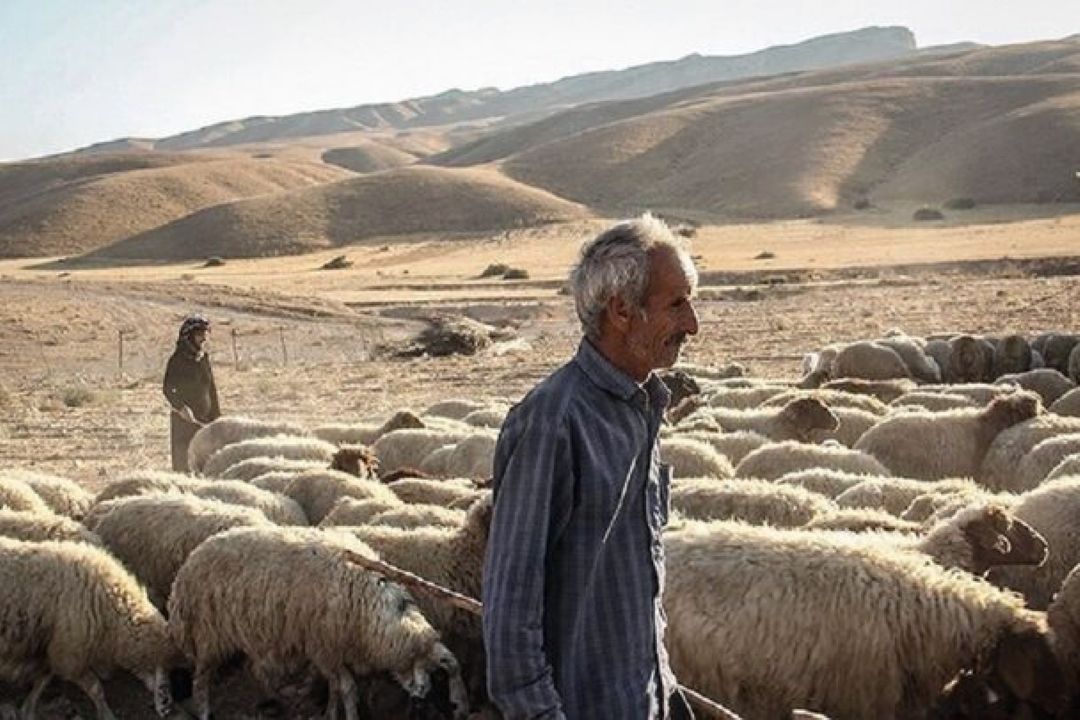 آمادگی دولت برای خرید دام عشایر