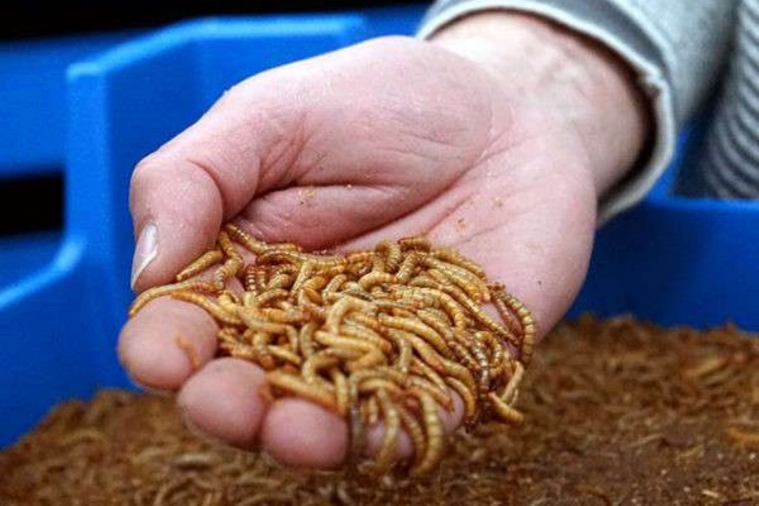خبرهای اجتماعی با امین قاسمی فرع 