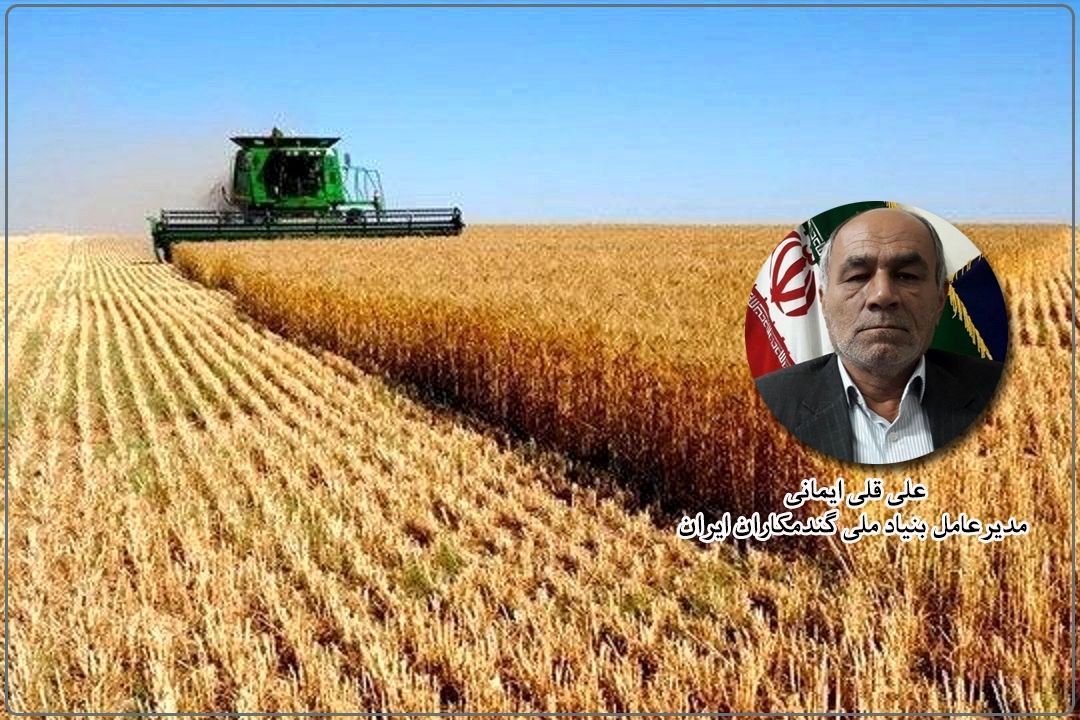 مدیرعامل بنیاد ملی گندمكاران:  خودكفایی در تولید گندم تنها با دستیابی به دانش روز محقق می‌شود+فایل صوتی