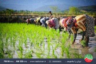 مرحله نخست كاشت برنج در استان مازندران، فصل بهار انجام می شود