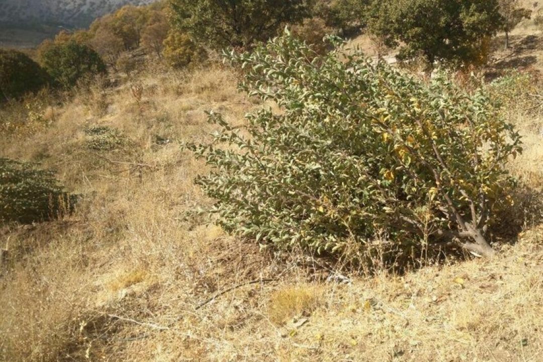 معرفی روستای شوراب ضغیر در استان چهار محال و بختیاری