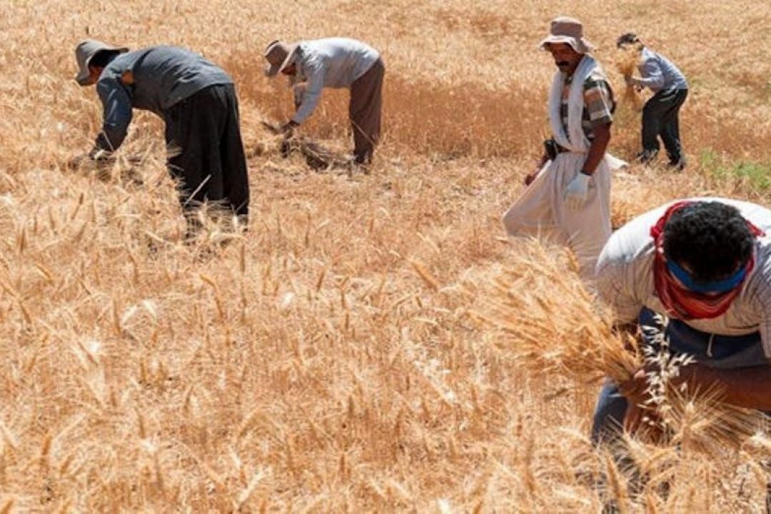 پرداخت وجه گندمكاران بلافاصله پس از تحویل گندم