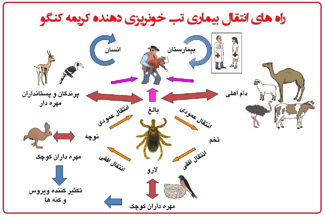  آیا تب خونریزی‌دهنده كریمه كنگو قابل پیشگیری و درمان است؟+فایل صوتی